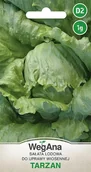 Nasiona i cebule - Sałata lodowa do wiosennej uprawy Tarzan 1g nasiona - WegAna - miniaturka - grafika 1