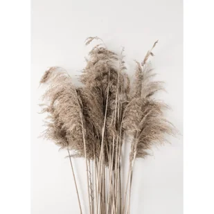 Obraz na płótnie 50 x 70 cm Bukiet traw - Obrazy i zdjęcia na płótnie - miniaturka - grafika 1