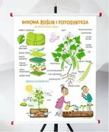 Pomoce naukowe - Plansza - Budowa roślin i fotosynteza - miniaturka - grafika 1