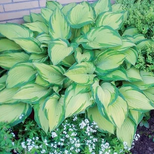Hosta Funkia Albopicta 1 szt. - Nasiona i cebule - miniaturka - grafika 1