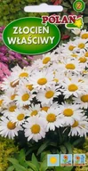 Nasiona i cebule - Złocień właściwy biały 2 g POLAN - miniaturka - grafika 1