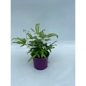 Kwiaty doniczkowe - Pteris albolineata - miniaturka - grafika 1