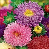 Nasiona i cebule - Aster Pomponowy wysoki Moonshine różowo biało - miniaturka - grafika 1