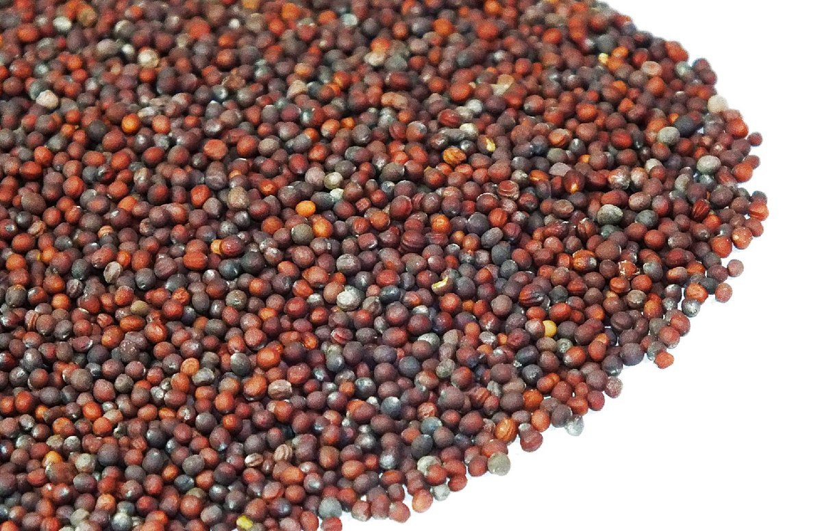 NASIONA NA KIEŁKI Brokuły 20g od Skworcu