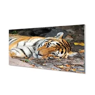 Dekoracje domu - Szklany panel kuchenny + klej Leżący tygrys 120x60 - miniaturka - grafika 1