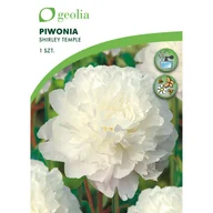 Nasiona i cebule - Piwonia Shirley temple 1szt. cebulki kwiatów Geolia - miniaturka - grafika 1