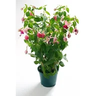 Kwiaty doniczkowe - Fuksja - miniaturka - grafika 1