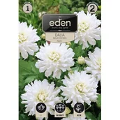 Nasiona i cebule - Dalia karłowa balkonowa Aspen 1 sztuka Eden - miniaturka - grafika 1