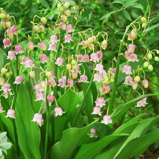 Convallaria majalis Konwalia majowa różowa 1 szt. - Nasiona i cebule - miniaturka - grafika 1