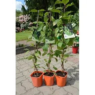 Kwiaty doniczkowe - Aktinidia pstrolistna, wys.60-90 cm, don.2 l - miniaturka - grafika 1