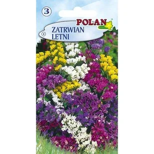 Zatrwian Letni Polan - Nasiona i cebule - miniaturka - grafika 1
