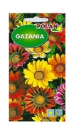 Nasiona i cebule - Gazania mieszanka 1 g POLAN - miniaturka - grafika 1
