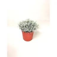 Kwiaty doniczkowe - Kocanka włoska - miniaturka - grafika 1