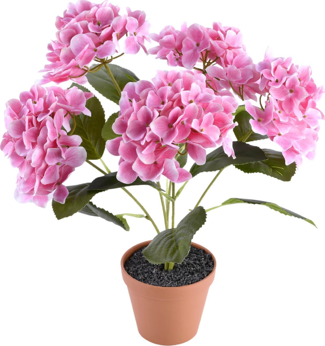 Direct Home and Garden Hortensja mix kolorów w doniczce