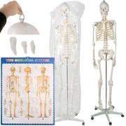 Mały naukowiec - Szkielet Stelaż Człowieka Kościotrup Model Anatomiczny Ludzki Kościec MALATEC - miniaturka - grafika 1