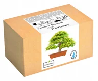 Nasiona i cebule - Zestaw do uprawy drzewka Bonsai Klon Palmowy liść - miniaturka - grafika 1