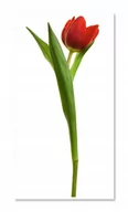 Naklejki na ścianę - Naklejka ścienna kwiaty kwiatki 30cm Tulipan 3, 30x13 cm - miniaturka - grafika 1