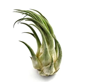 Tillandsia SELERIANA M 15-18 cm - Kwiaty doniczkowe - miniaturka - grafika 1