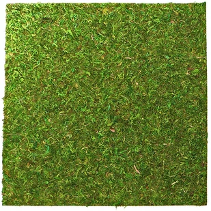 Repti-Zoo Natural Moss Back&Bottom - Naturalne Tło I Podłoże Z Mchu 45X45Cm - Akcesoria do terrarium - miniaturka - grafika 1