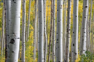 Brzozy - plakat 70x50 cm - Plakaty Brzozy - plakat 70x50 cm - Plakaty - miniaturka - grafika 1