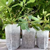 Pozostałe narzędzia ogrodowe - Leziter Worki Lookgrow na sadzonki - miniaturka - grafika 1