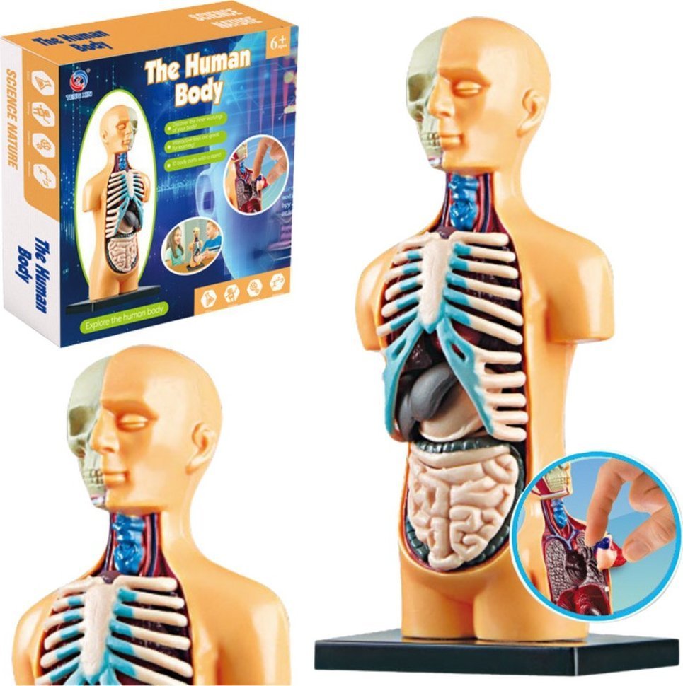 LeanToys Model Anatomiczny Edukacyjny Ciało Ludzkie Narządy