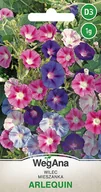 Nasiona i cebule - Wilec Arlequin nasiona 1g - WegAna - miniaturka - grafika 1