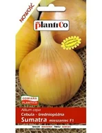 Nasiona i cebule - Cebula F1 Sumatra 5 g PLANTICO - miniaturka - grafika 1