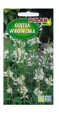 Nasiona i cebule - Odętka wirginijska biała 0,2 g POLAN - miniaturka - grafika 1