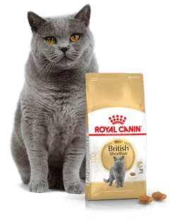 ROYAL CANIN British Shorthair Adult 34 4kg + saszetka British Adult 12x85g (Sos) - Sucha karma dla kotów - miniaturka - grafika 2
