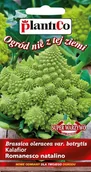Nasiona i cebule - NASIONA Kalafior Romanesco Natalino 0,2g PLANTICO Super Warzywo 402676 - miniaturka - grafika 1