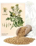 Nasiona i cebule - Gorczyca biała 1 kg - miniaturka - grafika 1