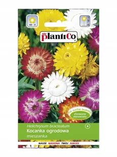Plantico Kocanka ogrodowa mix - Nasiona i cebule - miniaturka - grafika 1