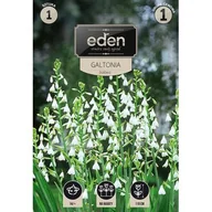 Nasiona i cebule - Galtonia Candicans 1 sztuka Eden - miniaturka - grafika 1
