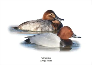 Tablica A4 Głowienka - Koliber - Pomoce naukowe - miniaturka - grafika 1