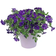 Kwiaty doniczkowe - Petunia Night Sky, Table Azure - miniaturka - grafika 1