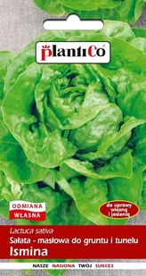 NASIONA Sałata Głowiasta Masłowa Ismina 1g PLANTICO 404342 - Nasiona i cebule - miniaturka - grafika 1