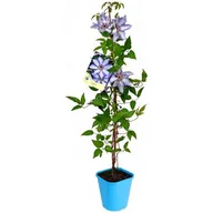 Kwiaty doniczkowe - Powojnik wielkokwiatowy standard 90 cm don. 2 l - miniaturka - grafika 1