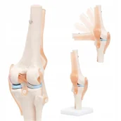 Mały naukowiec - STAW KOLANOWY REALISTYCZNY TRÓJWYMIAROWY MODEL ANATOMICZNY CZŁOWIEKA LUDZKI - miniaturka - grafika 1