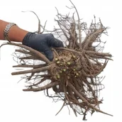 Nasiona i cebule - Ogromne kłącze Piwonia chińska Ursynów 1 szt. - miniaturka - grafika 1