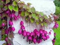 Nasiona i cebule - RODOCHITON FIOLETOWY (RHODOCHITON ATROSANGUINEUS) NASIONA 6 sztuk - miniaturka - grafika 1