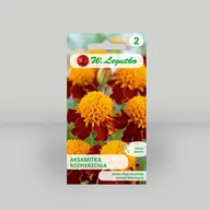 Nasiona i cebule - Aksamitka rozpierzchła Orange Flame Pomarańczowa 1g - Nasiona - W. Legutko - miniaturka - grafika 1
