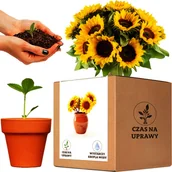Nasiona i cebule - Zestaw do uprawy słonecznik ozdobny mix na Kwiat Cięty Taiyo - miniaturka - grafika 1