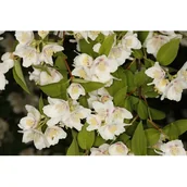 Kwiaty doniczkowe i cięte - Jaśminowiec 'Belle Etoile' - miniaturka - grafika 1