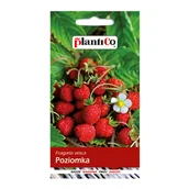 Nasiona i cebule - Poziomka bezrozłogowa - miniaturka - grafika 1