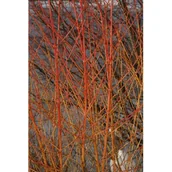 Sadzonki drzew krzewów - dereń świdwa 'Midwinter Fire' - miniaturka - grafika 1