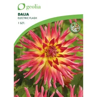 Nasiona i cebule - Dalia Electric Flash żółto-różowa 1 szt. cebulki kwiatów Geolia - miniaturka - grafika 1