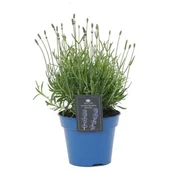 Kwiaty doniczkowe - Lawenda angustifolia - miniaturka - grafika 1