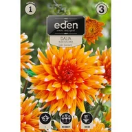 Nasiona i cebule - Dalia kaktusowa Color Spectacle 1 sztuka Eden - miniaturka - grafika 1