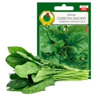 Nasiona i cebule - SZPINAK OLBRZYM ZIMOWY NASIONA BEZ GMO - miniaturka - grafika 1